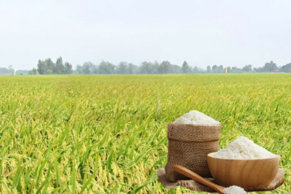 Giá lúa gạo hôm nay ngày 1/6/2026: Lúa tươi vững giá
