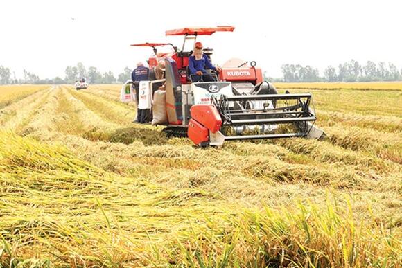 Xuất khẩu gạo đón cơ hội từ nhu cầu nhập khẩu gia tăng