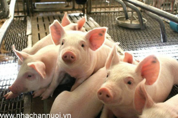 Giá heo hơi ngày 30/6: Miền Bắc giảm về 66.000 đồng/kg, thị trường tiếp tục phân hóa