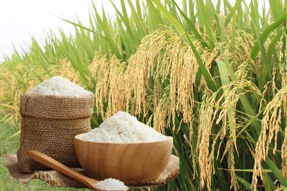 Giá lúa gạo hôm nay ngày 3/7/2026: Gạo xuất khẩu đồng loạt tăng