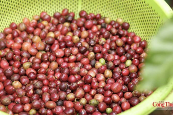 Giá cà phê thế giới đồng loạt giảm, thị trường chịu nhiều sức ép