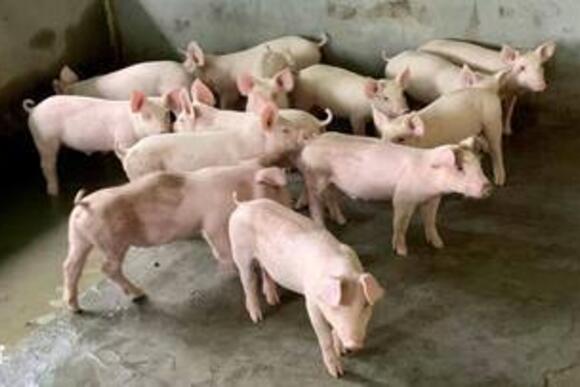Giá heo hơi hôm nay 18/9/2026: Tăng 1.000 đồng/kg tại 2 địa phương