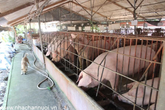 Giá heo hơi ngày 7/10: Mặt bằng đồng loạt giảm về 53.000–55.000 đồng/kg