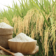 Giá lúa gạo hôm nay ngày 19/6/2026: Lúa tươi đồng loạt giảm