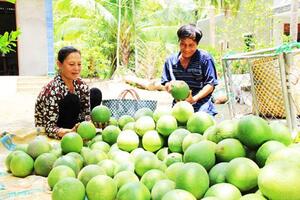Vào HTX trồng bưởi da xanh VietGAP, nông dân hết lo dội chợ