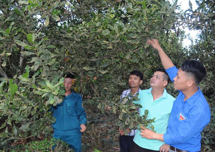 Các tổ viên Tổ hợp tác sản xuất mắc ca Tân Thanh tham quan, chia sẻ kinh nghiệm tại vườn mắc ca trĩu quả của gia đình anh Nông Văn Danh