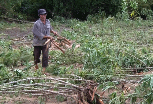 Sắn ngập lũ, nhà nông “thối ruột”