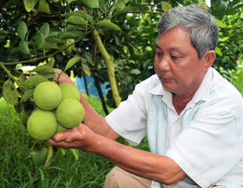 Hội hỗ trợ, nông dân đổi đời nhờ cam xoàn