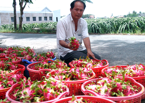 Vào HTX trồng thanh long chất lượng cao, nông dân giàu nhanh