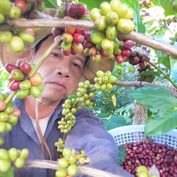 Cà phê thu hái đúng tầm chín tại cơ sở sản xuất, chế biến cà phê robusta mật ong Thuần Trịnh ở xã Tân Lạc, huyện Di Linh