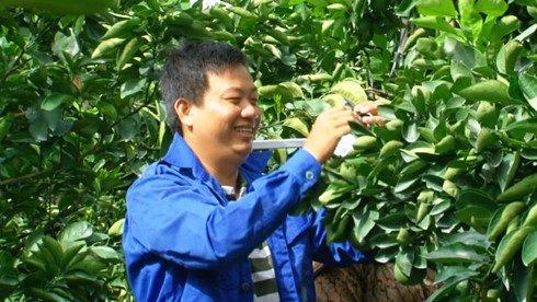 dong thap: trong cam sach canh tranh voi cam nhap ngoai hinh anh 1