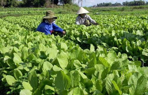 buoc tien “than toc” cua quang ngai tren ruong dong hinh anh 1