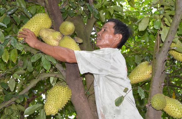 “hai lua” hien ke thich ung bien doi khi hau hinh anh 2