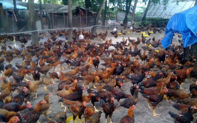 Giá gà ta tăng mạnh, người chăn nuôi có lãi
