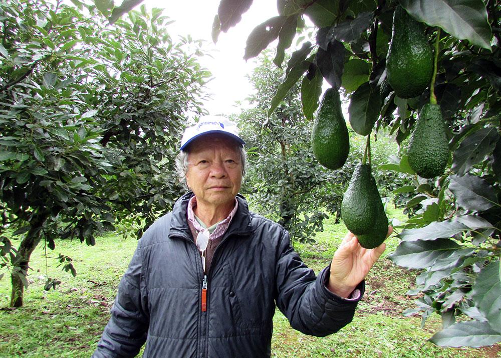 Chủ nhân Nguyễn Đức Thống trong Trang trại bơ Mỹ mang thương hiệu Tiến Đạt tại khu Đồi Tàu, xã Hòa Trung, Di Linh. Ảnh: V.V