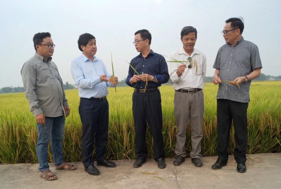 Thứ trưởng Bộ NN&PTNT Lê Quốc Doanh (thứ 2 từ trái sang) tham quan cánh đồng mẫu lớn SX giống lúa TBR 279 tại xã Đại Thắng, Đại Lộc, Quảng Nam