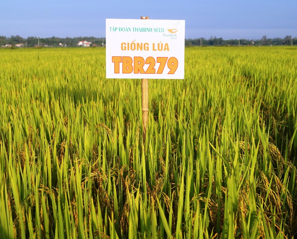 Mô hình liên kết sản xuất giống lúa TBR 279 đạt hiệu quả cao
