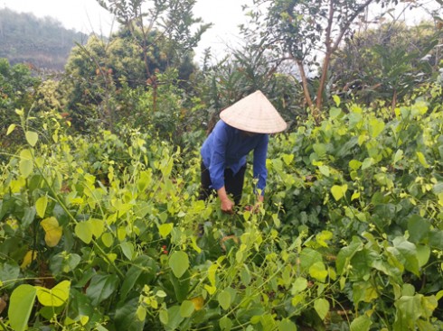 rau-bo-khai.JPG