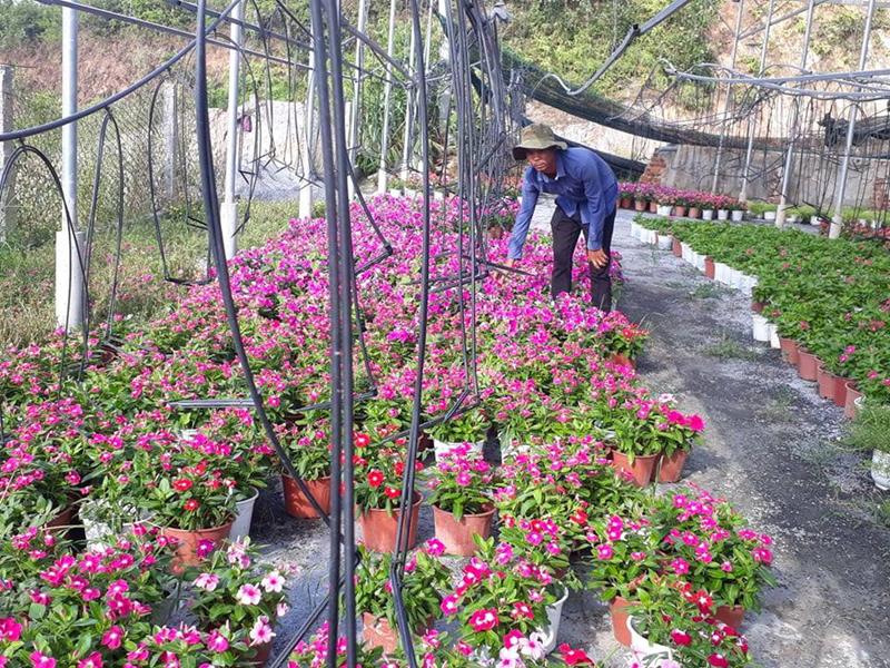 hang chuc ty dong dua cong nghe cao vao san xuat nong nghiep hinh 1