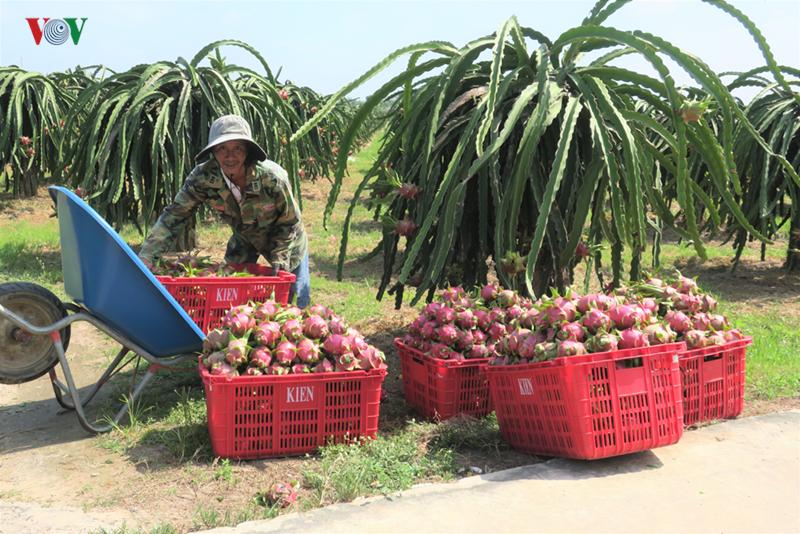 gia thanh long binh thuan nhich len sau khi cua khau thong quan  hinh 1
