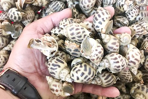 Với giá bán 130.000 đồng/kg ốc kích cỡ 130 - 150 con/kg, người nuôi đã bị lỗ.
