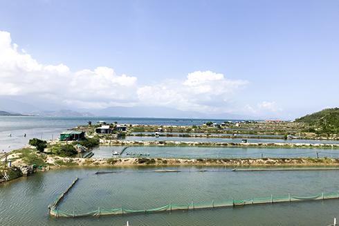 Một góc vùng đìa nuôi ốc hương thương phẩm ở tổ dân phố Đông Hòa (phường Ninh Hải, thị xã Ninh Hòa).