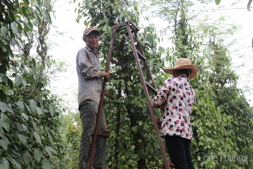 binh phuoc nguoi dan keu troi vi tieu rot gia