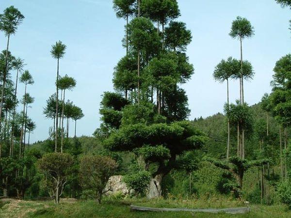 Kinh ngạc kỹ thuật lấy gỗ có một không hai của người Nhật