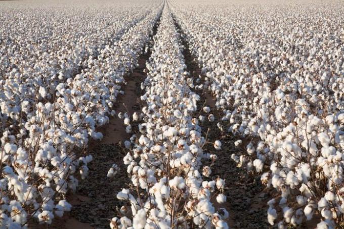 Bông biến đổi gen đã được cấp phép canh tác ở Kenya. Ảnh: Seedworld.