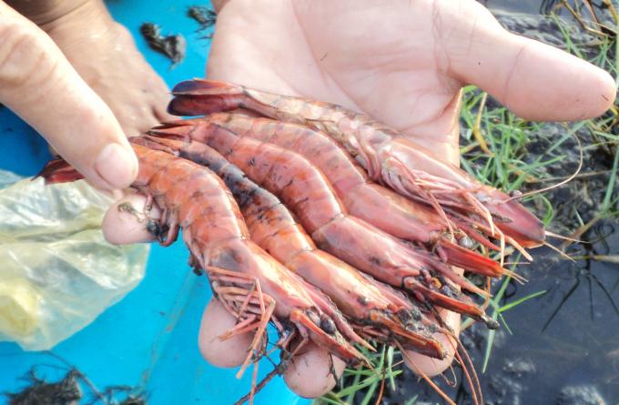 10 tháng đầu năm 2020, tổng diện tích nuôi trồng thủy sản bị thiệt hại hơn 41.980 ha, gấp 1,91 lần so với cùng kỳ năm 2019. Ảnh: Lê Hoàng Vũ.
