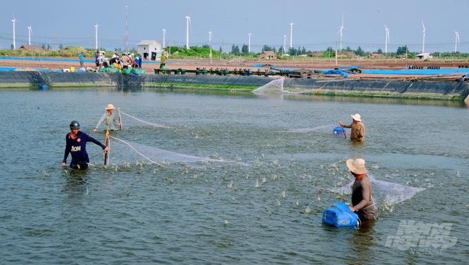 Nói đến thú y, hiện nay một số tỉnh đã thành lập Trung tâm Dịch vụ nông nghiệp nên hệ thống này bị đứt gẫy. Ảnh: Lê Hoàng Vũ.