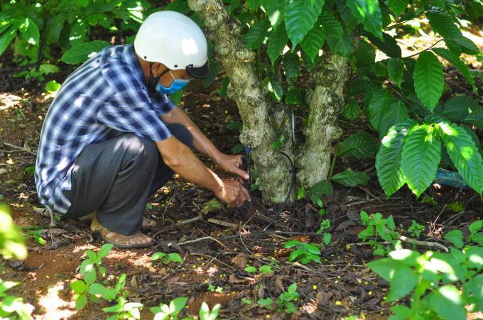  Nhờ có hệ thống tưới tiết kiệm, cà phê gia đình ông Nguyễn Viết Tốt phát triển mạnh. Ảnh: Minh Hậu.