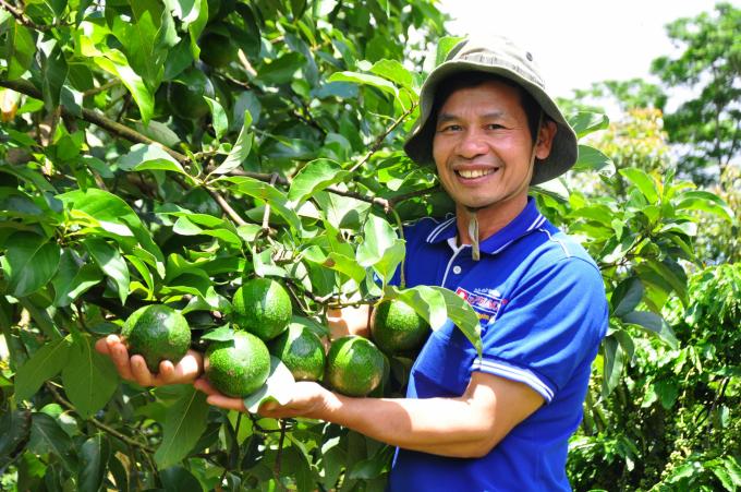 Liên vùng Nam Trung Bộ - Tây Nguyên có tiềm năng vô cùng lớn về cây ăn quả, nhưng cần phát triển có định hướng tổng thể, tránh chạy theo tự phát, 'xôi đỗ'. Ảnh: Nguyễn Khánh 