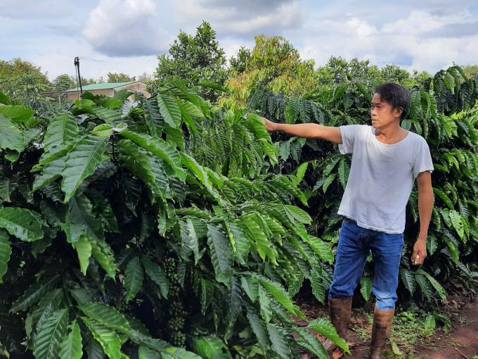 Hệ thống tưới phun mưa tận ngọn của gia đình ông Thiện giúp cây cà phê luôn xanh tươi. Ành: Minh Hậu.