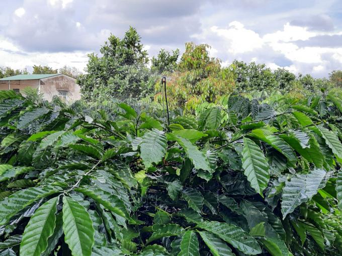 Cải tiến hệ thống tưới trên ngọn đơn giản nhưng hiệu quả lại cao. Ảnh: Đăng Lâm.