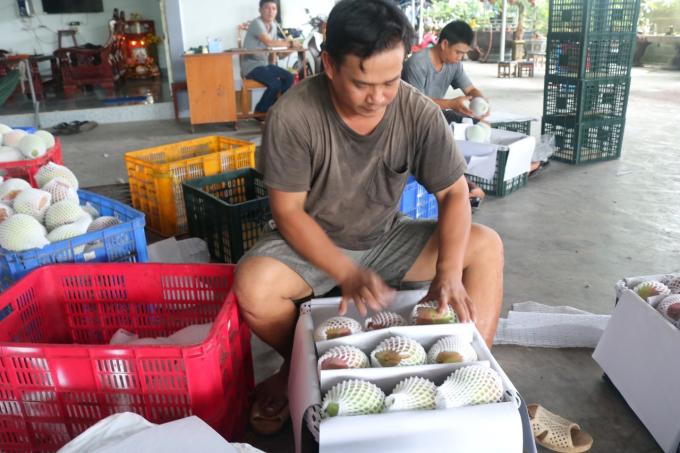 Việc chuyển đổi cơ cấu cây trồng vùng Nam Trung Bộ, cần gắn với tổng thể các giải pháp, nhất là gắn liền với vấn đề liên kết sản xuất, chế biến, tiêu thụ... Ảnh: Nguyễn Khánh.