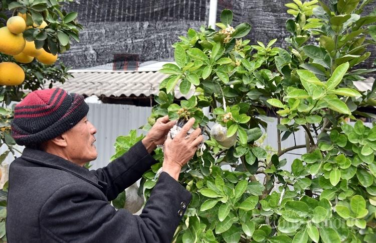 Cây bưởi siêu lạ với 10 loại quả trên cùng một cây Cây bưởi siêu lạ với 10 loại quả trên cùng một cây