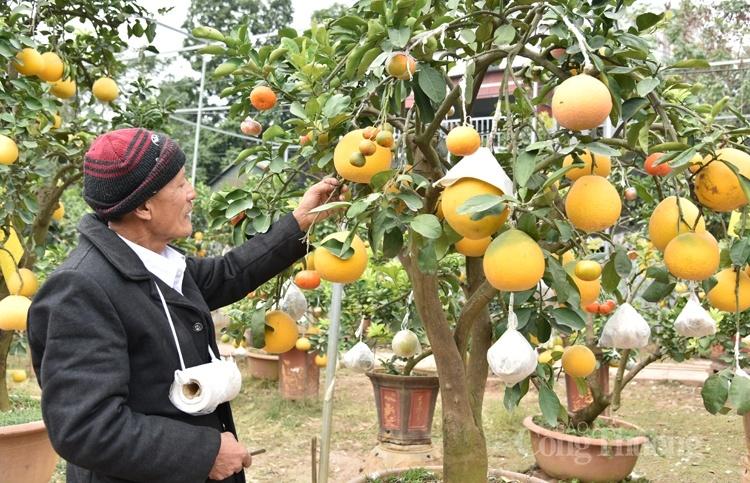 Cây bưởi siêu lạ với 10 loại quả trên cùng một cây Cây bưởi siêu lạ với 10 loại quả trên cùng một cây