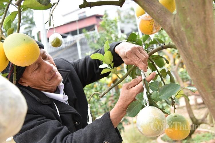 Cây bưởi siêu lạ với 10 loại quả trên cùng một cây Cây bưởi siêu lạ với 10 loại quả trên cùng một cây