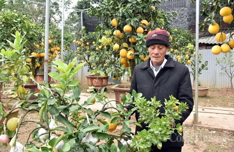 Cây bưởi siêu lạ với 10 loại quả trên cùng một cây Cây bưởi siêu lạ với 10 loại quả trên cùng một cây