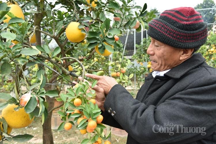 Cây bưởi siêu lạ với 10 loại quả trên cùng một cây Cây bưởi siêu lạ với 10 loại quả trên cùng một cây