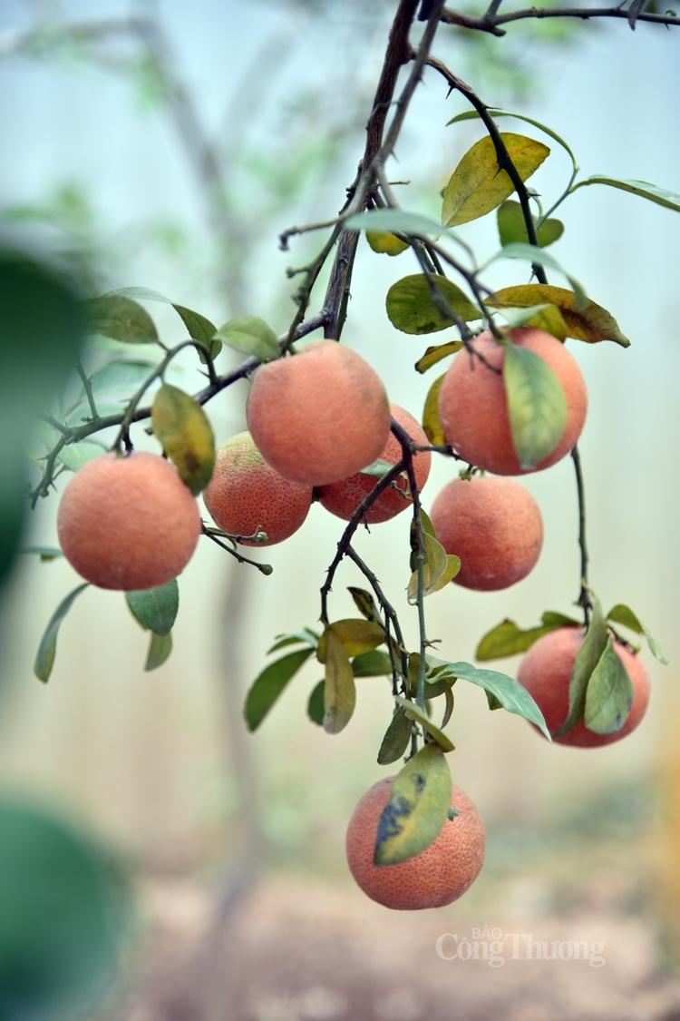 Cây bưởi siêu lạ với 10 loại quả trên cùng một cây