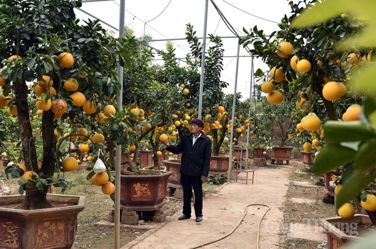 Cây bưởi siêu lạ với 10 loại quả trên cùng một cây Cây bưởi siêu lạ với 10 loại quả trên cùng một cây