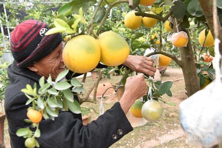 Cây bưởi siêu lạ với 10 loại quả trên cùng một cây Cây bưởi siêu lạ với 10 loại quả trên cùng một cây