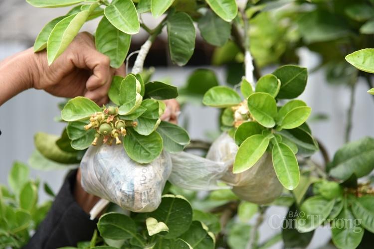 Cây bưởi siêu lạ với 10 loại quả trên cùng một cây