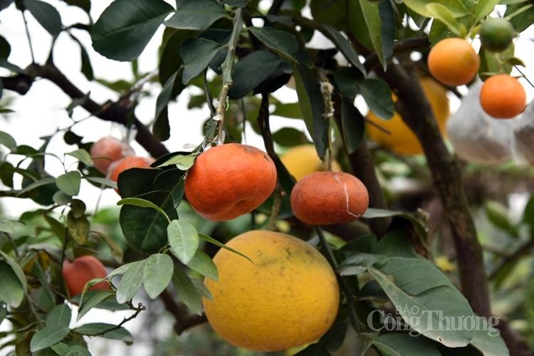 Cây bưởi siêu lạ với 10 loại quả trên cùng một cây