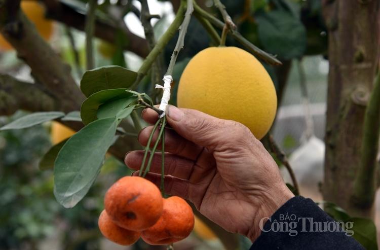 Cây bưởi siêu lạ với 10 loại quả trên cùng một cây