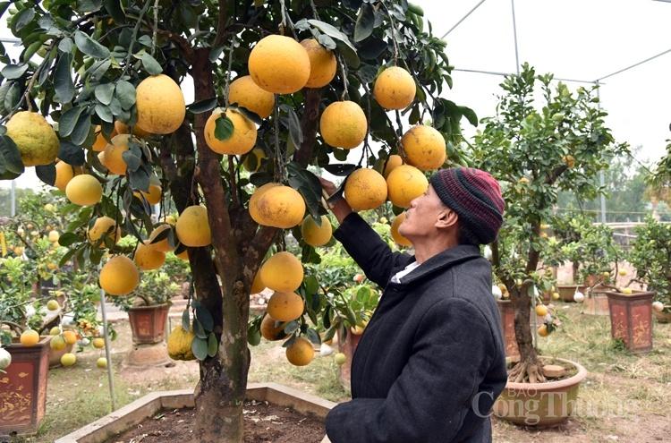 Cây bưởi siêu lạ với 10 loại quả trên cùng một cây Cây bưởi siêu lạ với 10 loại quả trên cùng một cây