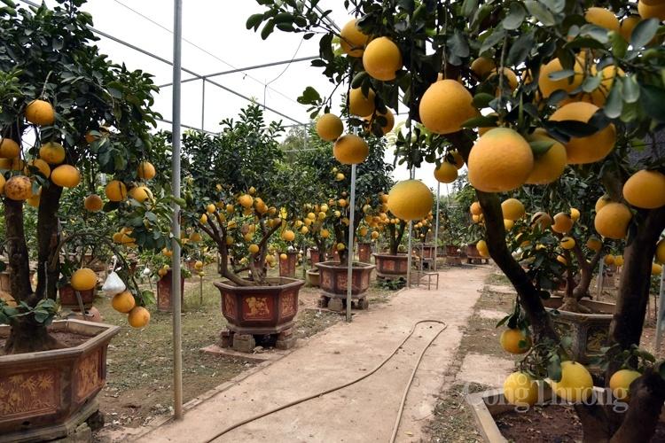 Cây bưởi siêu lạ với 10 loại quả trên cùng một cây Cây bưởi siêu lạ với 10 loại quả trên cùng một cây