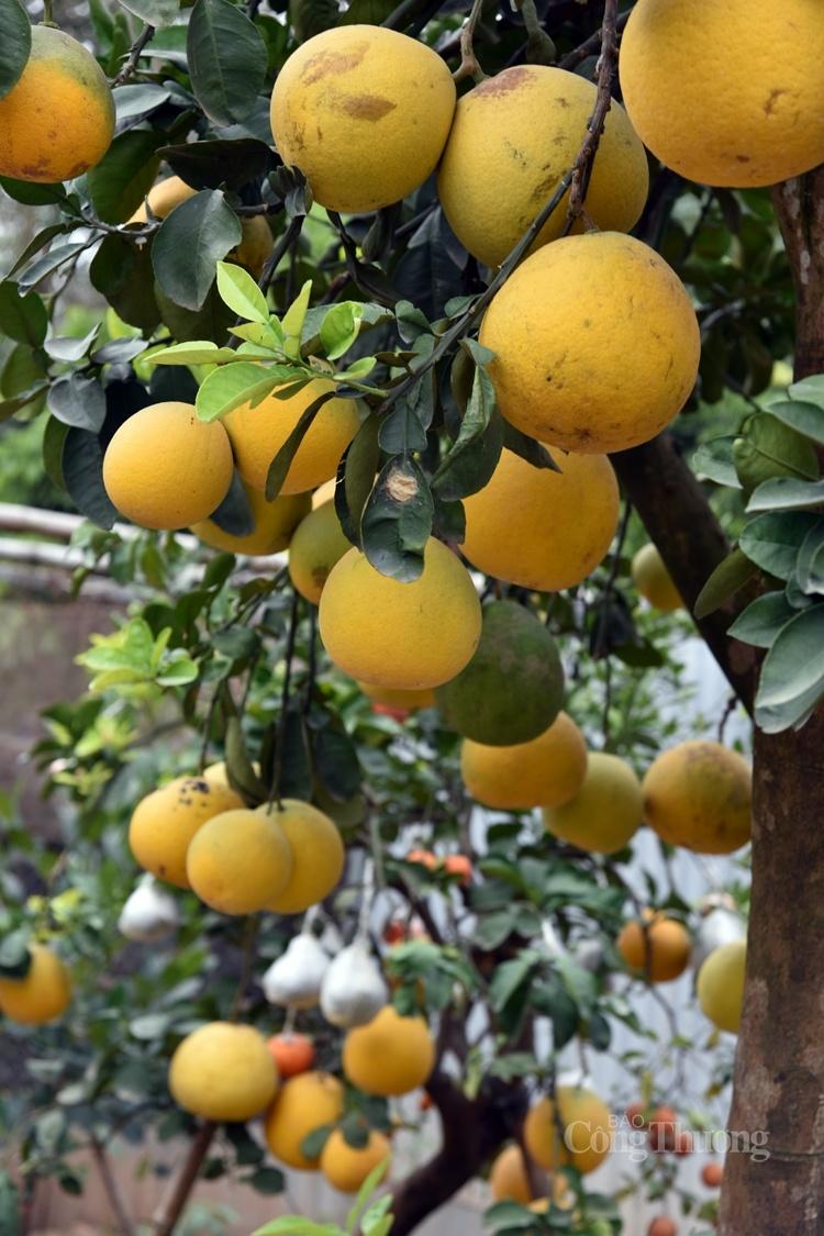 Cây bưởi siêu lạ với 10 loại quả trên cùng một cây Cây bưởi siêu lạ với 10 loại quả trên cùng một cây